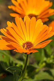 Calendula — also called pot marigold — displays bright orange or sunny yellow flowers calendula can grow to almost two feet tall, and the flowers tend to open with sunny, dry weather and. How To Grow Calendula Flowers Planting And Harvesting Pot Marigolds