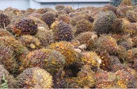 The main reference materials from mpob were: Palm Oil