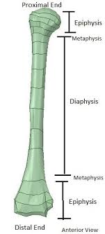 This Is The 3d Humerus Model Used For The Analysis The Labels Download Scientific Diagram