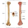 Its functional unit is the osteon. 1