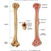 Dense irregular connective tissue that lines the medullary cavities of long bones. 1