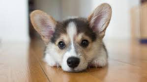 So many people buy corgi puppies and end up giving them away or turning them to shelters after a few months because the dogs are more than they can handle. Corgi Puppies For Sale In Va Petswall