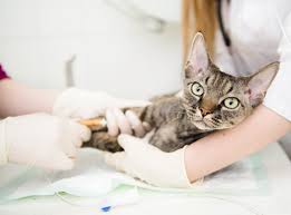 Bald spots are a common symptom in cats and can range from one small isolated patch to multiple bald patches or widespread baldness. Causes Of Hair Loss In Cats South Salem Animal Hospital