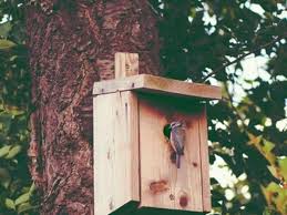 Die kästen sollten deshalb nun frühestens im februar oder märz gereinigt werden.04. Wahrend Der Vogel Brutzeit Bestimmte Regeln Beachten Drensteinfurt