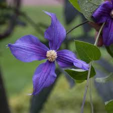 Image result for Clematis dolichopoda