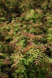 False spiraea ‘Sem’