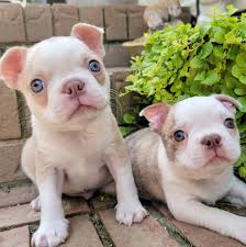 Carolina Colored Boston Terriers Home Facebook