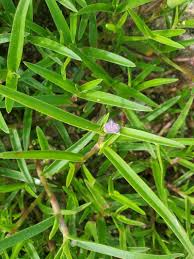 Image result for Cyanotis lanata