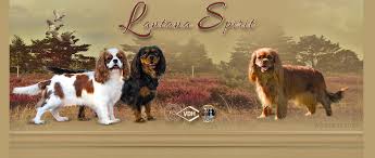 She is available for deposit along with 3. Welpen Lantana Spirit Cavalier King Charles Spaniel