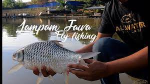 Tak tahu apa nama ikan tu! Lampam Jawa Fly Fishing Youtube