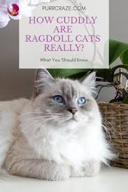 I love cats cute cats cat shedding russian blue cat names cat health cat gif cats and kittens ragdoll cats. Are Ragdoll Cats Cuddly Purr Craze