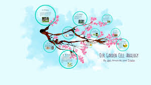 Which type of cells are older? Garden Cell Analogy By Amanda Barry