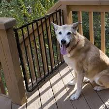 Here are our top picks. Cardinal Stairway Special Outdoor Safety Pet Gate 27 In To 42 In W X 29 1 2 In H Ss30od At Tractor Supply Co