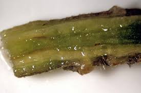 The leaves of potassium deficient plants are small and dark green. Tomatoes Leaf Problems Rhs Gardening