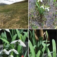 Image result for Scleria bambariensis