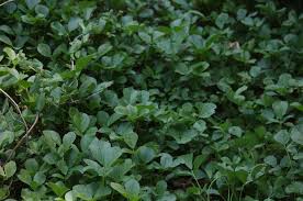 Image result for Psoralea glabra