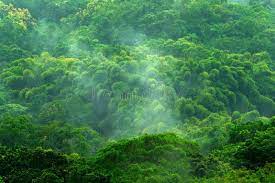 Tropic Forest During Rainy Day Green Jungle Landscape With Rain And Fog Forest Ad Landsca Landscape Photography Nature Fall Photography Nature Landscape