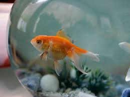 We always have something new and unique. The Symbology Of Fish And Water In Feng Shui