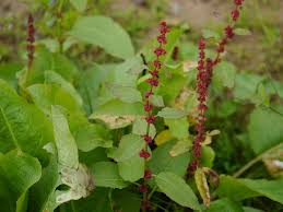 Image result for Rumex nepalensis