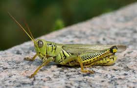 Resultado de imagen de ortópteros