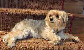 Morkie 16 Amazing Things About Maltese Yorkie Mixed Dogs