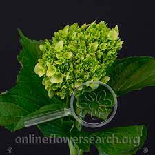 Here are our best tips and faqs for how to plant, grow and care for if you're looking for a garden flower with show appeal, hydrangea flowers are truly stunning. Hydrangea Mini Dark Green Online Flower Search