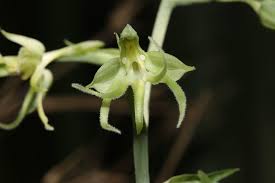 Image result for Habenaria schimperiana