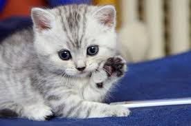 cats are love cute cats cute cat wallpaper funny animal videos