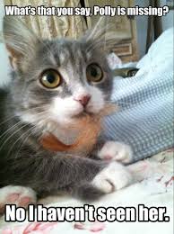 Bubby Meme Kitty I Love Cats Crazy Cats