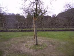 Redresser Prunier