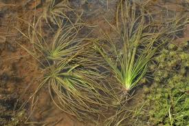 Image result for Isoetes