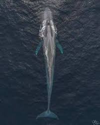 Pin By Mark Rogers On H20 Beings Blue Whale Whale Underwater Animals