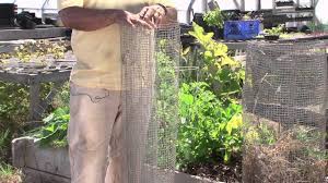 Maybe you would like to learn more about one of these? How To Keep Raccoons Out Of Vegetable Gardens Vegetable Gardening 101 Youtube
