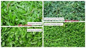 Nah kali ini kita akan membahas tentang cara menanam rumput mutiara dan. Dekorasi Laman Tanam Rumput Karpet Filipina Bagi Memperindah Halaman Rumah