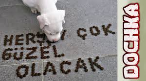 Dogo Argentino Tuvalet Egitimi Yasam Alani Duzenleme Dochka Docka Youtube