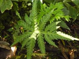 Image result for Doryopteris concolor