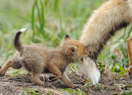 Wallpaper cute baby fox pictures. 27 Baby Foxes That Are Too Cute To Be True Bored Panda
