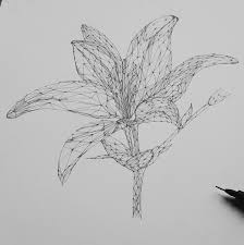 Lovely geometric pattern vi drawing. Geometric Lily Flower On Behance