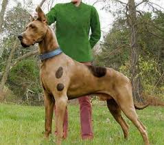 Die furchtlosen vier) is a 1997 german animated film about four funny animals that all have one thing in common: Diy Dog Costume Funny Lovely Ideas Maskerix Com Dog Halloween Costumes Dog Costumes Dog Halloween
