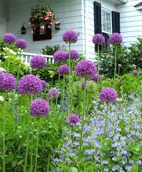 Allium Ambassador Allium Flower Bulb Index Bulb Flowers Allium Flowers Planting Bulbs