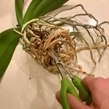 Check spelling or type a new query. How To Repot An Orchid An Illustrated How To Guide