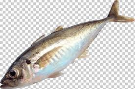 Fish As Food Png Anchovy Animals Animal Source Foods Bonito Bony Fish Food Png Fish Fish Recipes