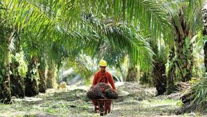 Sawit, gaji kelapa sawit kalimantan, gaji mandor kelapa sawit, ganoderma kelapa sawit, grading buah kelapa sawit, kelapa sawit hibrida, kelapa sawit hd, harga kelapa sawit hari ini, uang kuno kelapa sawit harganya, mesin. Gaji Karyawan Perkebunan Kelapa Sawit 2021 Cahunit Com