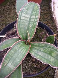 Image result for Sansevieria sinus-simiorum
