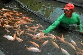 Kolam ikan air tawar terbahagi kepada empat jenis. 93 Kelompok Budi Daya Ikan Air Tawar Di Bangka Tengah Pacu Produksi