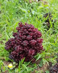 Image result for Sarcophyte