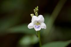 Image result for Sclerochiton vogelii