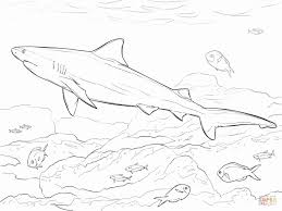 Download this adorable dog printable to delight your child. Great White Shark Coloring Page Awesome Realistic Bull Shark Coloring Page Shark Coloring Pages Bull Shark Shark Drawing