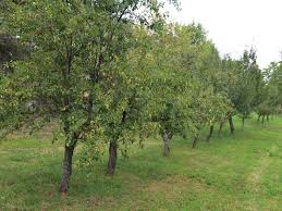 Most varieties of fruit trees will start as a small whip, which is only one main trunk. How To Buy Fruit Trees 13 Steps With Pictures Wikihow