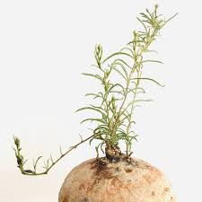 Image result for Ipomoea bolusiana